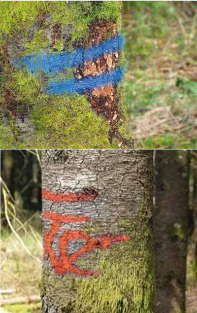 Langtidsmerking Skog og Mark